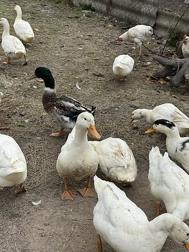 Ördəklər: Ördek sürüsü satılır - Növ: ev təsərrüfatı üçün ördəklər (ağ, ala və — 4