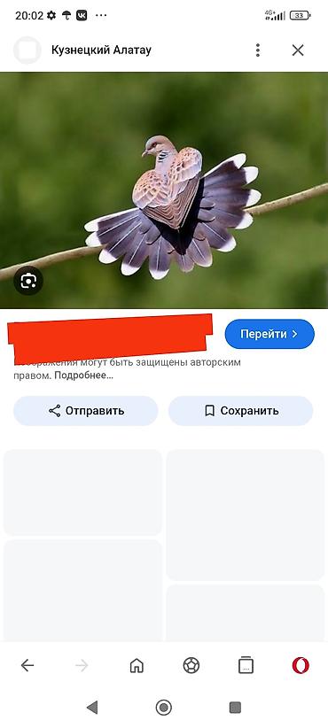 А/ч жаныбарлары үчүн тоюттар: Куплю горлец и диких голубей за дикого голубя даю 1500 сомов за — 4