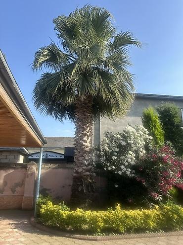 аааф парк фото: Dekorativ xurma ağacı (təxmini “Washingtonia” növü) - Hündürlüyü — 1