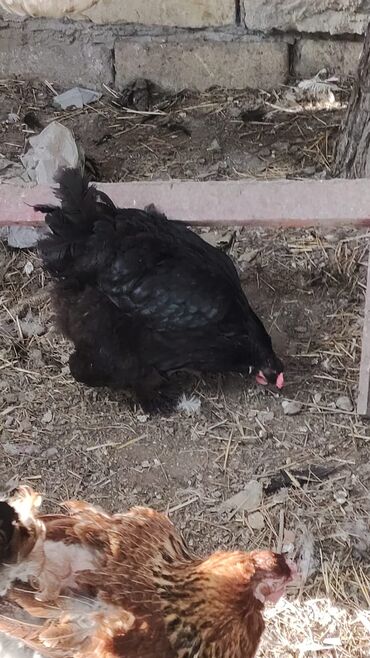 Digər quşlar: Mayali brama yumurtasi.unvan Yeni ramani
catdrilma neftciler — 8