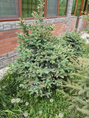 Digər bitkilər: Hərkəsə salam😀 Quba ərazisində krimlovski şam ağaclarının topdan və — 18