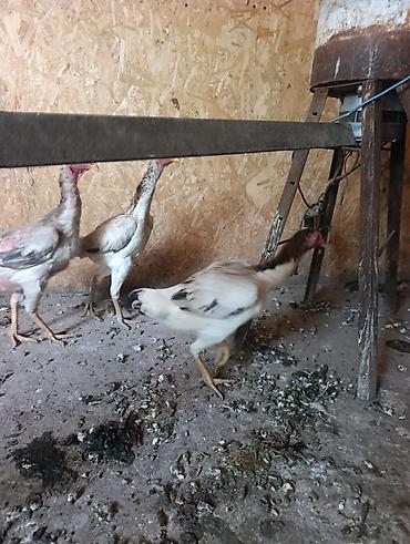 Продаю | Куры | Дакан | Для разведения at lalafo.kg Продаю | Куры | Дакан | Для разведения