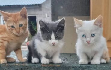белые котята: 1 месяц, Мальчик