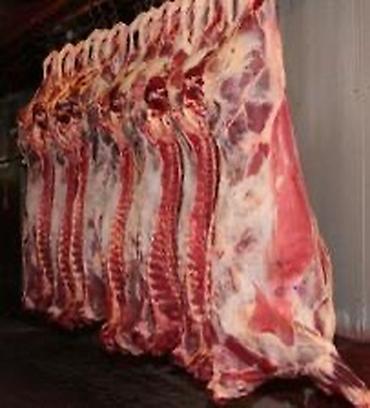 бролерные куры: Колбасный цех : Коровы, быки, Лошади, кони, | На забой, на мясо — 5
