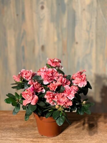 Otaq bitkiləri: Otağınıza təbiət gözəlliyi gətirəcək qırmızı anturium bitkisi. Parlaq — 6