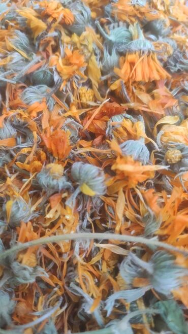 Çöl bitkiləri: Bütün növ yerli və xaricdən gəlmə bitkilərin topdan satışı Çərəz — 5