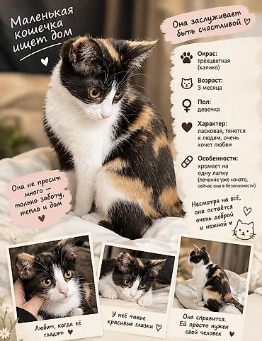 pitomnik temir: Кошка даром: Беспородная, 3 месяца, Девочка — 1