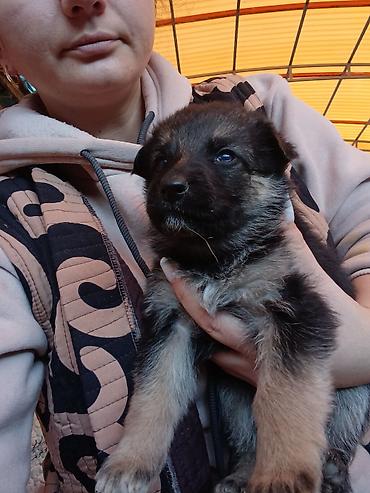 ххх кот: Щенок, восточноевропейской овчарки Описание: - Возраст на фото — 3 — 7