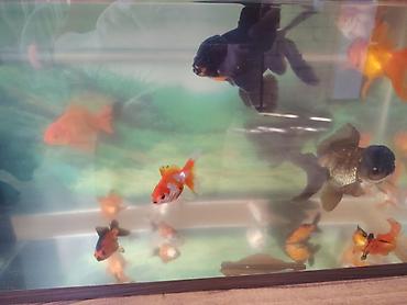 Balıqlar: Oranda, Ünvandan götürmə -da lalafo.az — 10 Balıqlar: Oranda, Ünvandan götürmə — 10
