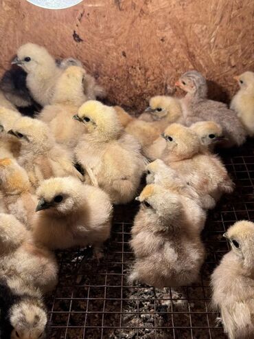 Птицы: В продаже молодняк цыплят Китайского шелка, а также предзаказ на