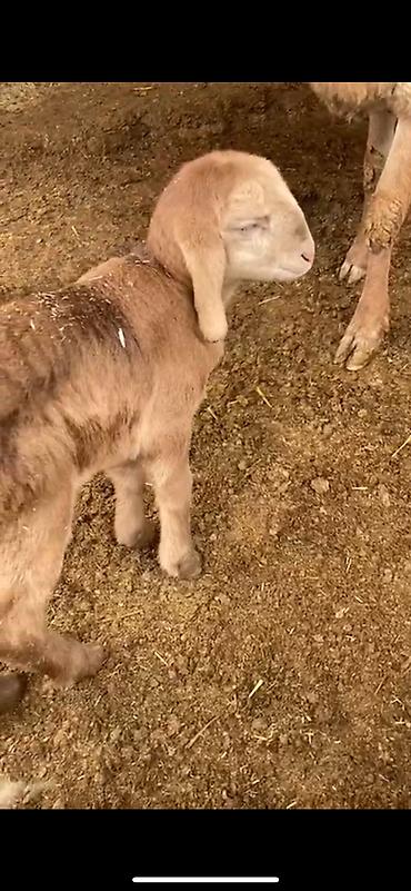 Баран, овца: Продаю | Баран (самец) | Арашан | Для разведения | Племенные, Осеменитель — 9