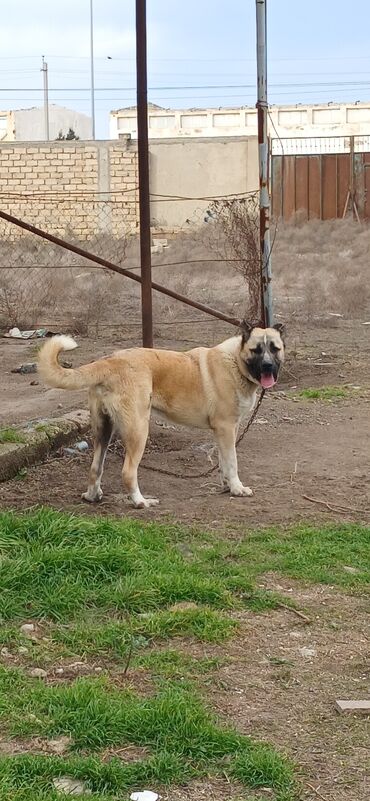 İtlər: Qurdbasar, 11 ay, Erkek, Peyvəndli, Ödənişli çatdırılma -da lalafo.az — 13 İtlər: Qurdbasar, 11 ay, Erkek, Peyvəndli, Ödənişli çatdırılma — 13