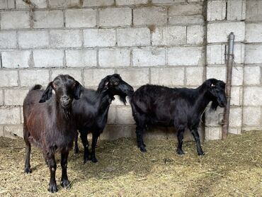 продам охотничью собаку: Продаю | Коза (самка) | Битал | На забой, Для разведения