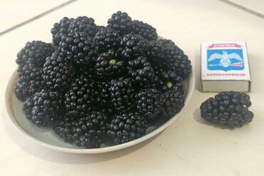 цветы домашные: Кара бүлдүркөн Чекене, Өзү алып кетүү, Акылуу жеткирүү