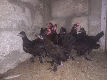 Cücələr: Toyuq, Damazlıq, Ünvandan götürmə