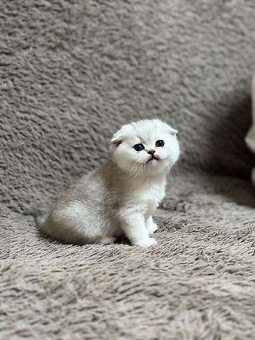 кошка сфинкс с шерстью: Продаются последние две девочки, шотландские котята, “ фолд и страйт” — 8