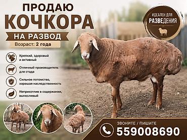 шотландская кошка цена бишкек: Племенной кочкор для разведения Возраст: 2 года Характеристики: - — 1