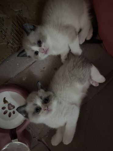 Pişiklər: Şinşilla, Dişi, Erkək — 2