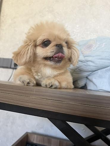 albay itleri: Pekines, 6 ay, Erkək, Peyvəndli, Ünvandan götürmə — 3
