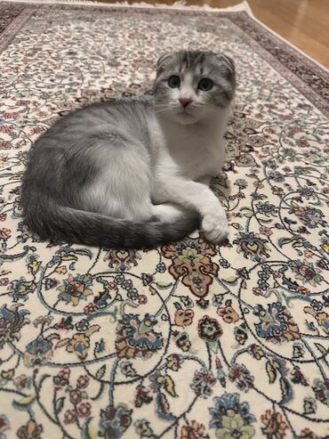 вислоухий сиамский кот: Шотладская вислоухая at lalafo.az вислоухий сиамский кот: Шотладская вислоухая