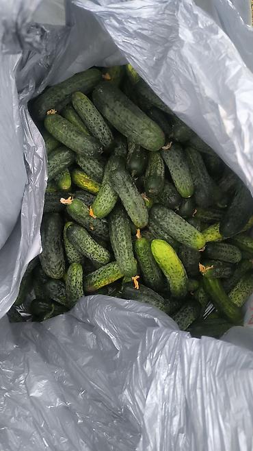 Продукты питания: Огурцы Оптом, В розницу — 3