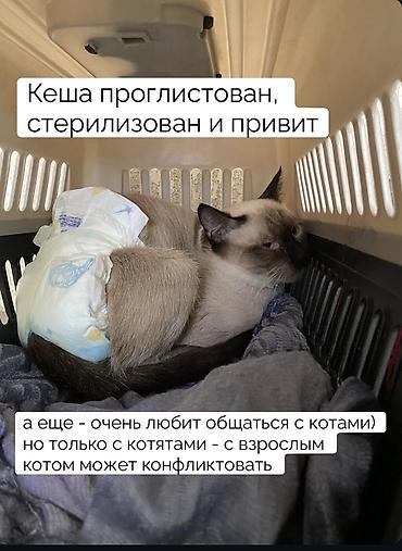 котенок сиамский: Кошка даром: Сиамская, 1 год, Мальчик, Кастрирована, Приучена к лотку, Проглистована — 3