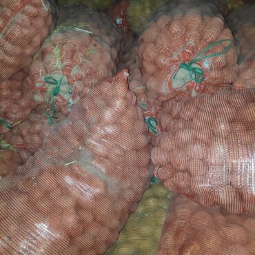 картошка риверо: Картошка сатылат тукумдук 8 тонна бар Картофель для посадки, в наличии