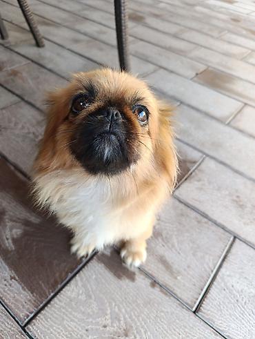 İtlər: Pekines, 2 il, Peyvəndli — 2