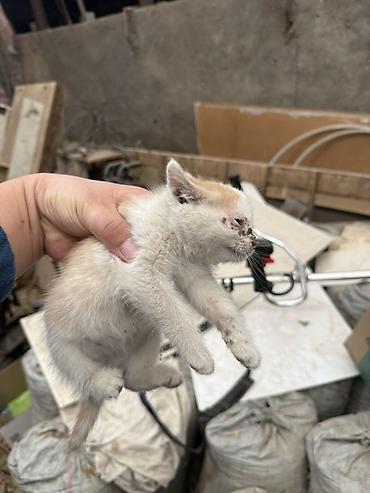 Табылган жана жоголгон мышыктар: Котята, домашние. Окрас: серо-белый (пятнистый) и тигровый (серый — 5