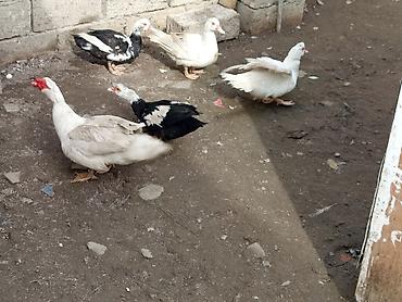 Ördəklər: Kom şeklinde SATLİR Erkey 2 denedi 10 dişi di tecılı satlir erkeyler — 6