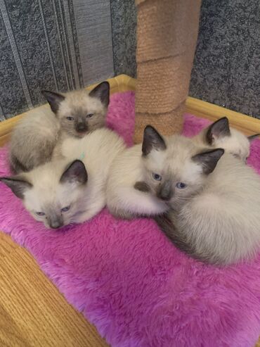 отдам в хорошие руки котят: Siam, Erkək, Dişi