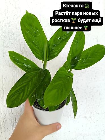 Монстеры: Распродаю свои домашние растения. Ктенанта, растёт пара новых ростков — 3