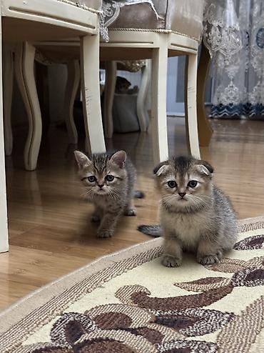 pişik erkek: Şinşilla, Dişi, Erkək, Yaxşı əllərə, Ünvandan götürmə — 1