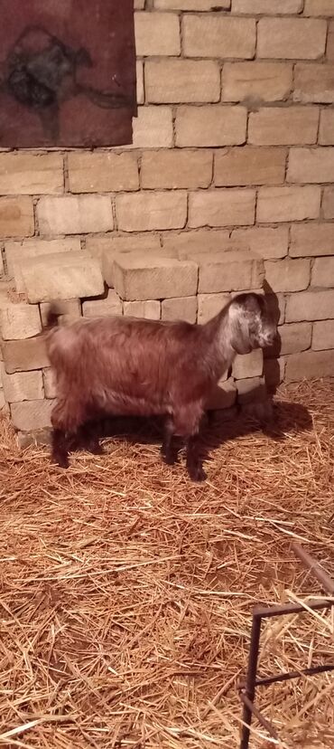 Keçi, çəpiş: Dişi, Hələb, il: 1, Damazlıq, Ünvandan götürmə — 9