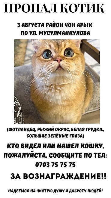 Пропала : Скотиш Страйт (Шотландская прямоухая), Мальчик, Рыжий at lalafo.kg Пропала : Скотиш Страйт (Шотландская прямоухая), Мальчик, Рыжий