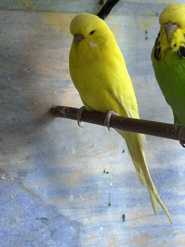 Tutuquşları: Çex və jumbo quşlar satılır Qiymətlər fərqlidir 30 azn 80 azn qədər — 11