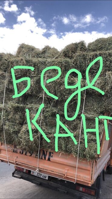 Товары и оборудование для с/х животных: Чала бергиле каалаган беденерди жеткизип берем