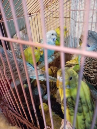 Tutuquşları: SATLIR tezli 20 25 qusdu 2 3 aylgdlar niyal alci buyursun qusdar