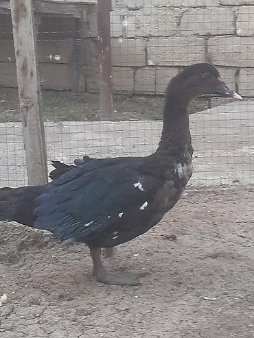 sabuncu toyuq bazari 2022: Erkek ordekler 30 man . aglar (pekin) biri 8 man. diri cekileri 1kg — 9