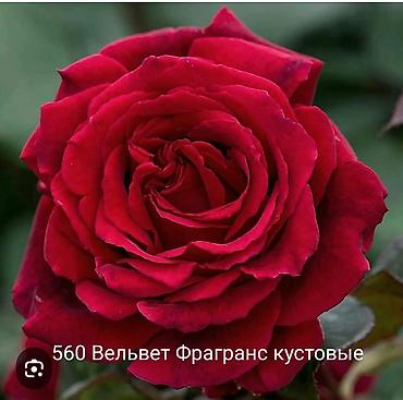 Rose saplings: Кустовые розы — сорта: - Э Шропшир Эд (№534): густомахровые — 20