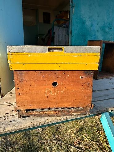 yamaha generator: Продаю пасеку Пчеловодный павильон без пчёл. ✅ На 28 ульев, 4 корпуса — 8