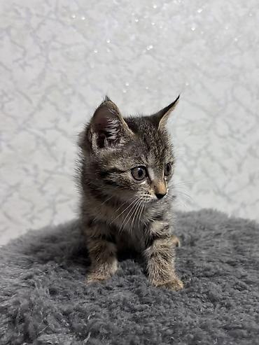 котёнок токмок: ⭕️ Бесплатно, Бишкек! Котёнок, мальчик, возраст — 1 месяц. Окрас — 2
