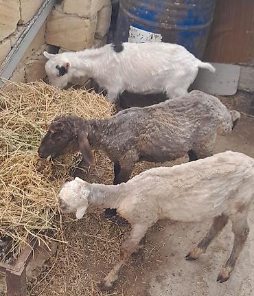 Kom satılır üçüdə erkəkdi təcili satılır cəmi 530manat lalafo.az -da Kom satılır üçüdə erkəkdi təcili satılır cəmi 530manat