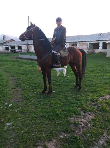 Лошади, кони: Продаю | Конь (самец), Жеребец | Английская, Полукровка | Для разведения, Рабочий, Конный спорт | Племенные — 3