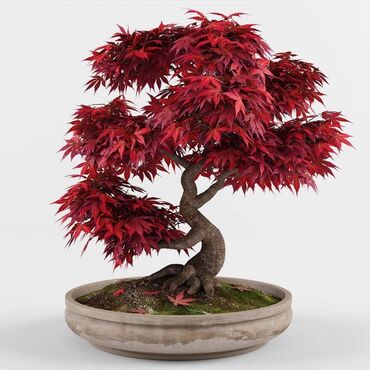 Semena i sadnice: Sakura Bonsai mini japanska trešnja seme
Cena: 650din/5 semenki — 4