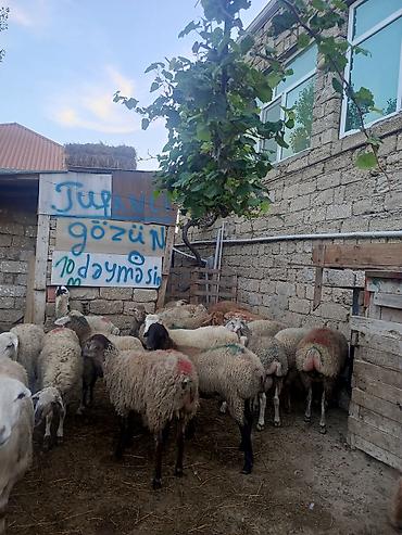 qarabağ qoyunu: Erkeydiler kökduler 17 18 klo etleri var kime lazimdisa vaccapimiz — 3