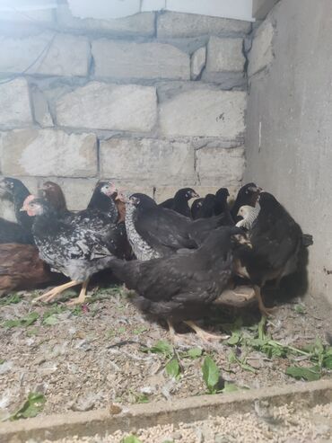 Cücələr: Toyuq cücələri, Ətlik — 9