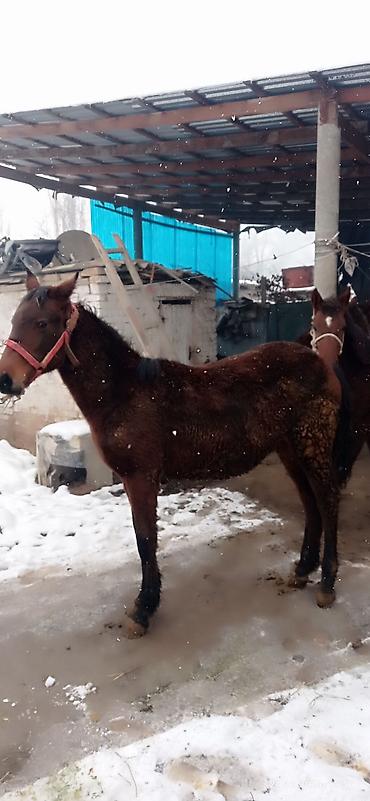 Лошади, кони: Продаю | Кобыла (самка) | На забой, Для разведения — 15