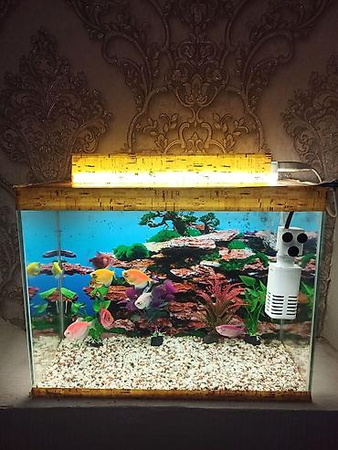 quppi baliqlari haqqinda: Dördbucaq akvarium, Balıqlarla birlikdə, 20 l, Ünvandan götürmə, Ödənişli çatdırılma — 1