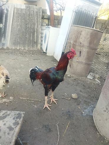 alman kurdu iti: Qırmızı xoruz 3 yaş yarım. damazlıq. bu biri balaca qırmızı iyun — 4